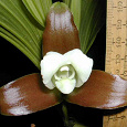 Отдается в дар Ликаста гибридная (орхидея)