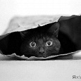 Отдается в дар «Котенок в мешке» для маленьких котят)
