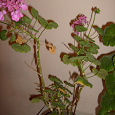 Отдается в дар Отростки герани (сиреневую и розовую) и маленький кактус дарю