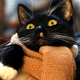 Отдается в дар Теплый кот в шарфе