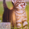 Отдается в дар Забавные котята (календарь)