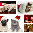 Отдается в дар Новогодние открытки с животными