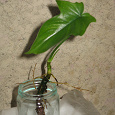 Отдается в дар Отросток от домашнего растения филодендрона