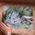 Отдается в дар Тигры
