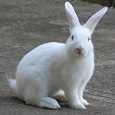Отдается в дар белый гладкошерстный маленький кролик