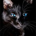 Отдается в дар Черный кот в мешке
