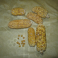 Отдается в дар зерна Кукурузы