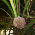 Отдается в дар Монета 500 рупий Индонезия