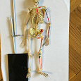 Отдается в дар Анатомические 3D пазлы — скелет и череп