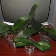 Отдается в дар орхидея фаленопсис
