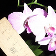 Отдается в дар Орхидея Dendrobium гибридная отростки