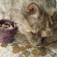Отдается в дар Кот в мешке монетный