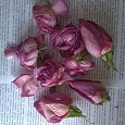 Отдается в дар Лепестки розовых роз