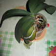 Отдается в дар Фаленопсис орхидея