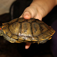 Отдается в дар Красноухая черепаха, около 15 см по панцирю
