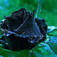 Отдается в дар Чёрная роза