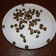 Отдается в дар Луковички-семена индийского лука (птицемлечника хвостатого)