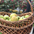 Отдается в дар Ароматные яблоки — антоновка — дар будет пополняться