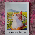 Отдается в дар Мини-открытка с котом.