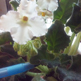Отдается в дар Цветущая белая фиалка (сенполия), взрослое растение.