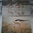 Отдается в дар Две открытки с птичкам фламинго/ходулочник от 1985 года, в одни ручки.