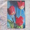 Отдается в дар стереооткрытка «тюльпаны», 1983г, Емельянова