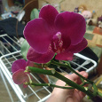 Отдается в дар Орхидея фаленопсис, цвет-фуксия.