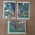 Отдается в дар Три открытки СССР в коллекцию