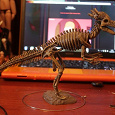 Отдается в дар Скелет Динозавра.