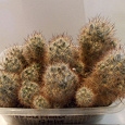 Отдается в дар Кактусишки Mammillaria prolifera