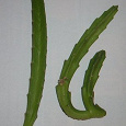 Отдается в дар Два черенка стапелии и 1 детка Молочая Euphorbia