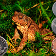 Отдается в дар Монеты с изображением животных