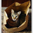 Отдается в дар кот в мешке(одежда 40-42 размер)