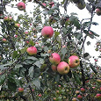 Отдается в дар Яблочки «Осенний полосатик и белый налив» вперемешку