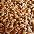 Отдается в дар зерно пшеницы