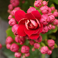 Отдается в дар Каланхоэ Блоссфельда с розово-красными махровыми цветами