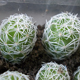 Отдается в дар Кактус Mammillaria gracilis