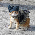 Отдается в дар Шапко-шарфо-платковый кот