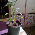 Отдается в дар драцена