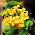 Отдается в дар Каланхоэ жёлтый (Kalanchoe blossfeldiana)