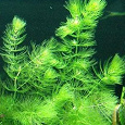 Отдается в дар водоросли в аквариум