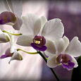 Отдается в дар Дендробиум гибрид Орхидеи