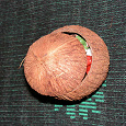 Отдается в дар шкатулка «кокосовый орех»