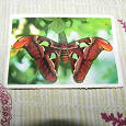 Отдается в дар карточка с изображением бабочки