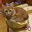 Отдается в дар Посудно-сервизный кот в мешке-сервиз и предметы столовые
