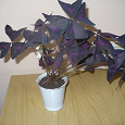 Отдается в дар Комнатное растение-Оксалис фиолетовый