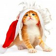 Отдается в дар Новогодний «Кот в мешке»