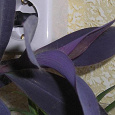 Отдается в дар Традесканция (Сеткрезия, Сеткреазия) Пурпурная Tradescantia Pallida (Setcreasia Pallida, S. Purpurea)