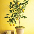 Отдается в дар Лимонное деревце