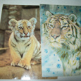 Отдается в дар открытки с тиграми(амурский и уссурийский)2шт.и 2шт.хомяк и котенок